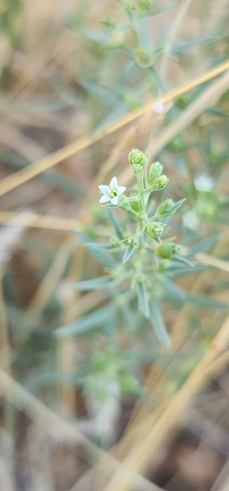 Thesium kotschyanum flower