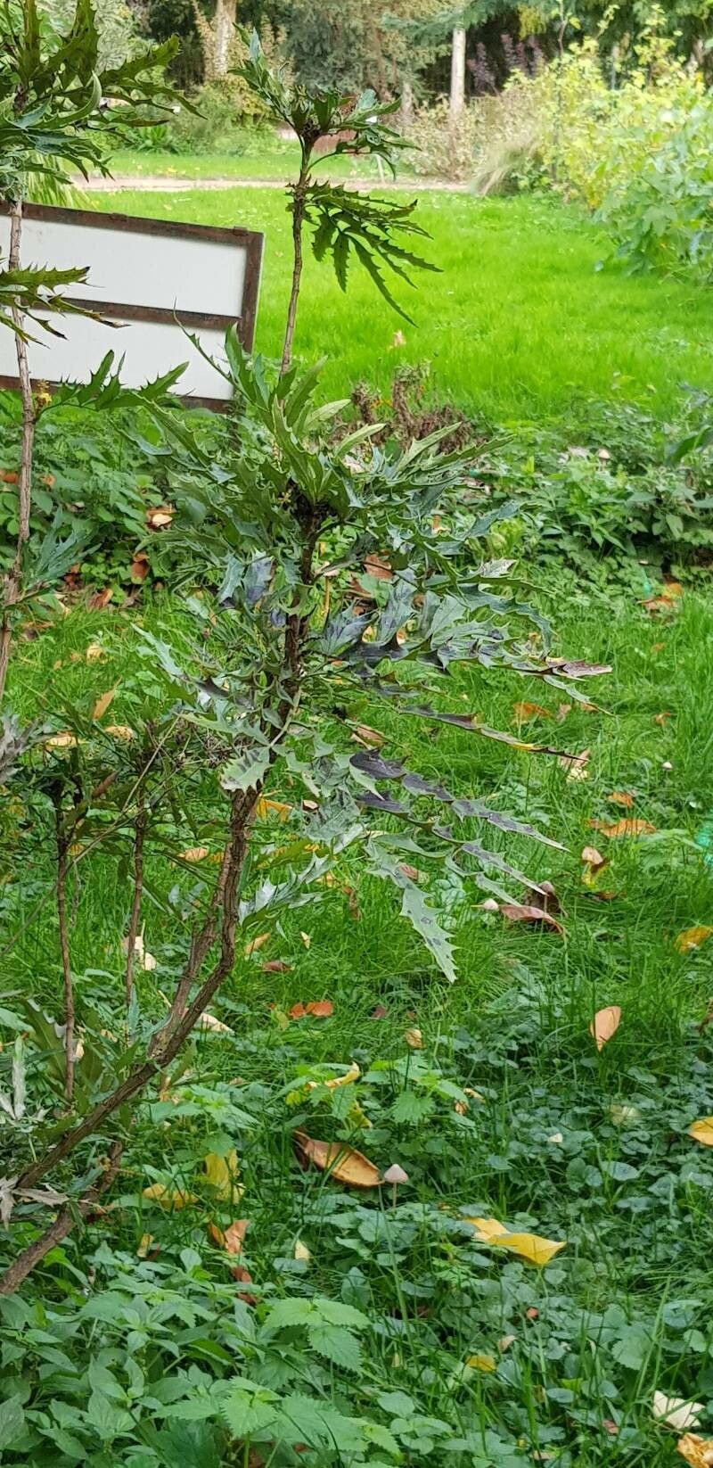 Berberis ganpinensis — houseplant care guide