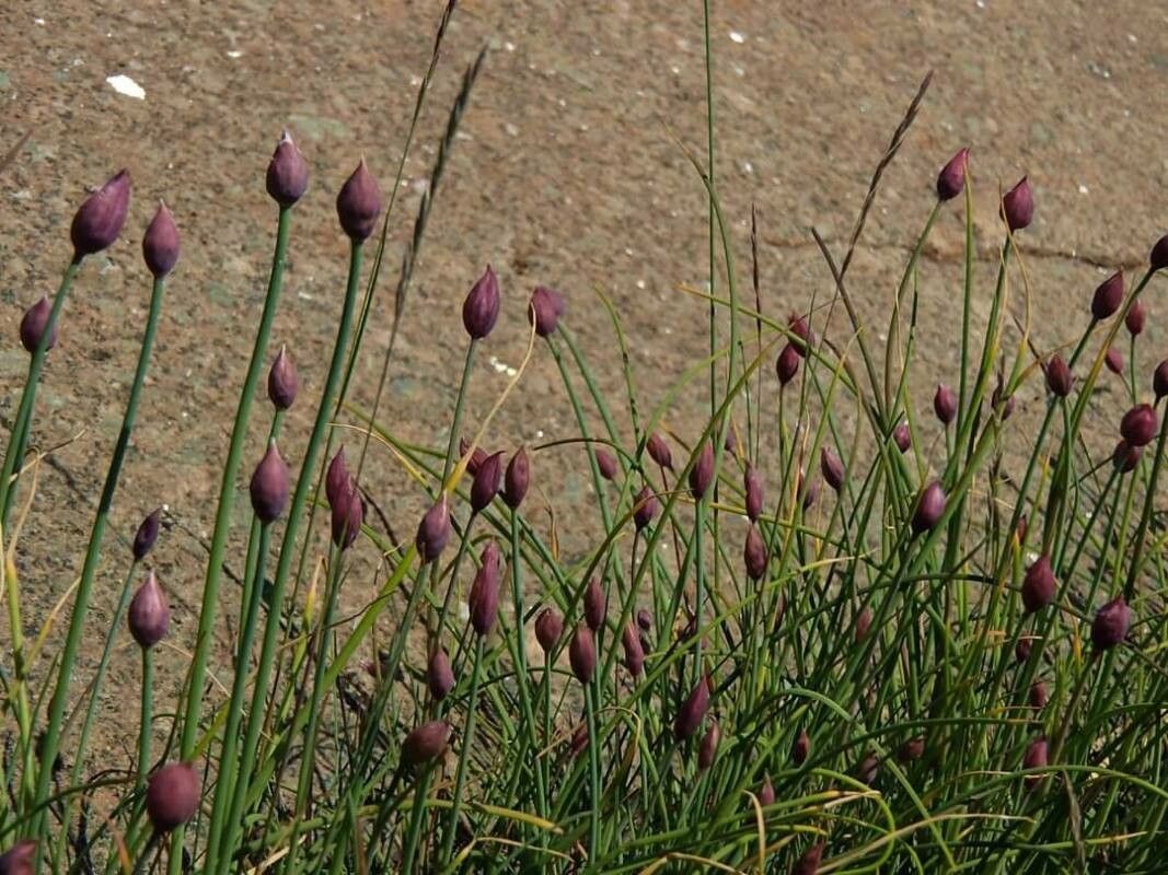 Allium junceum — search result for 'Mongolia'