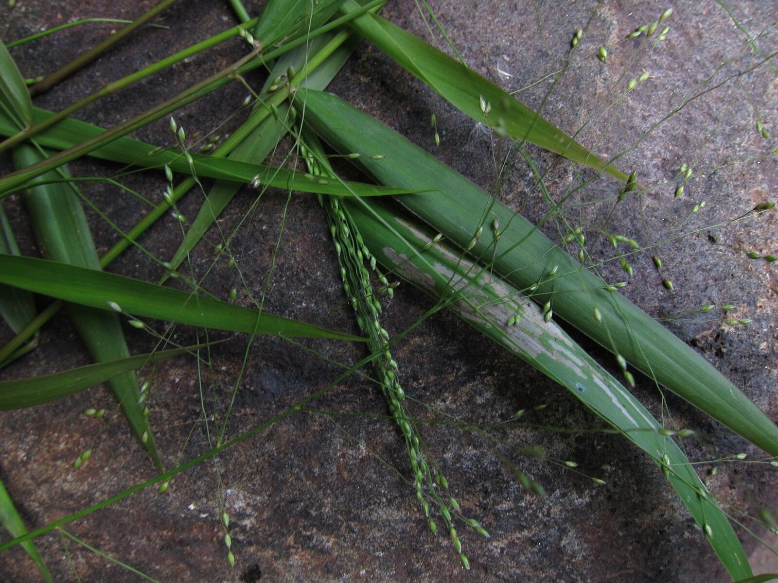 Panicum ambositrense — houseplant care guide