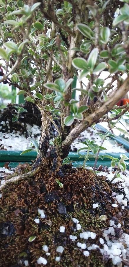 Thymus × citriodorus bark