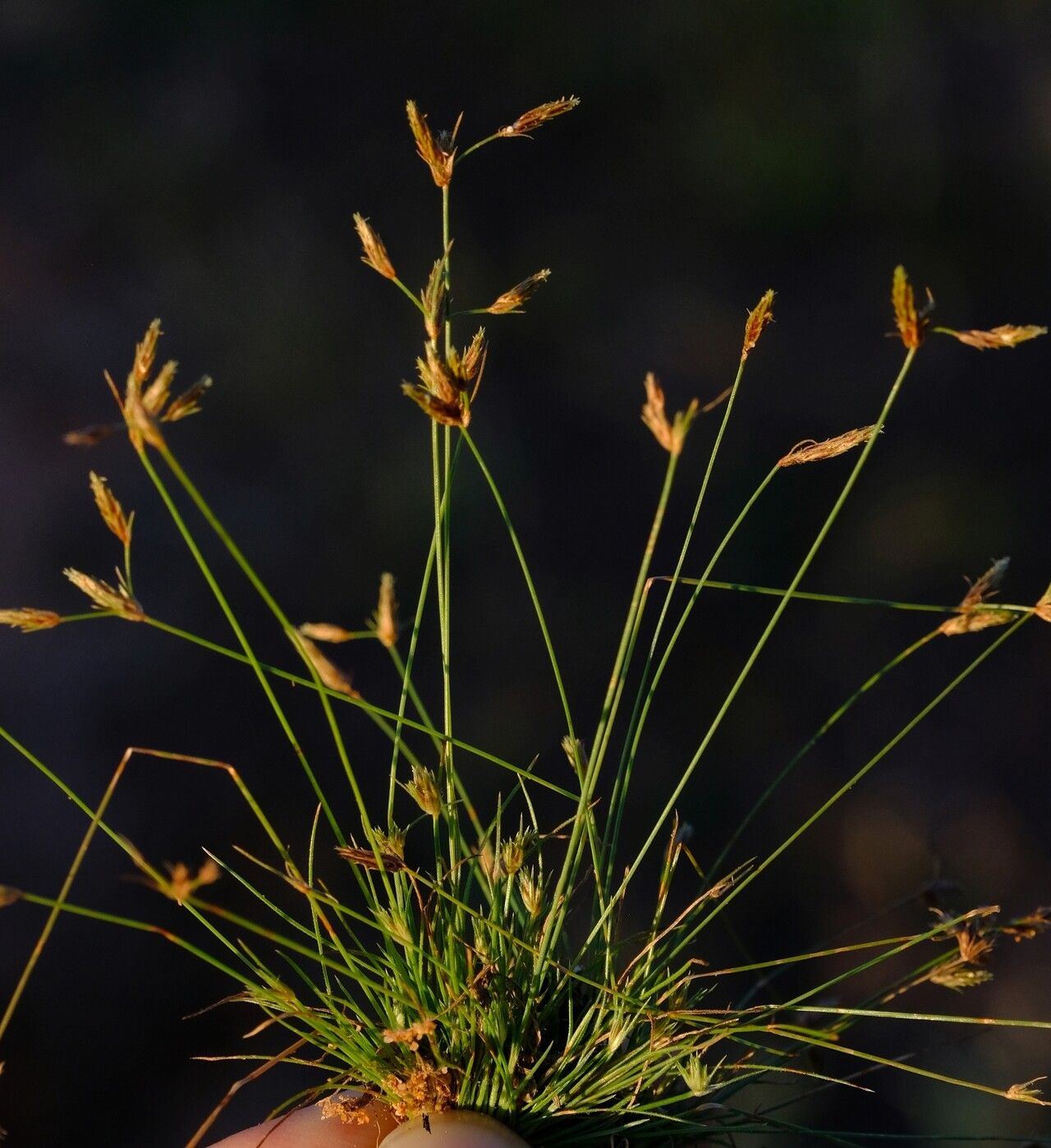 Abildgaardia triflora habit