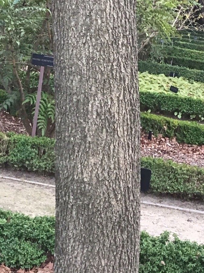 Eucommia ulmoides bark