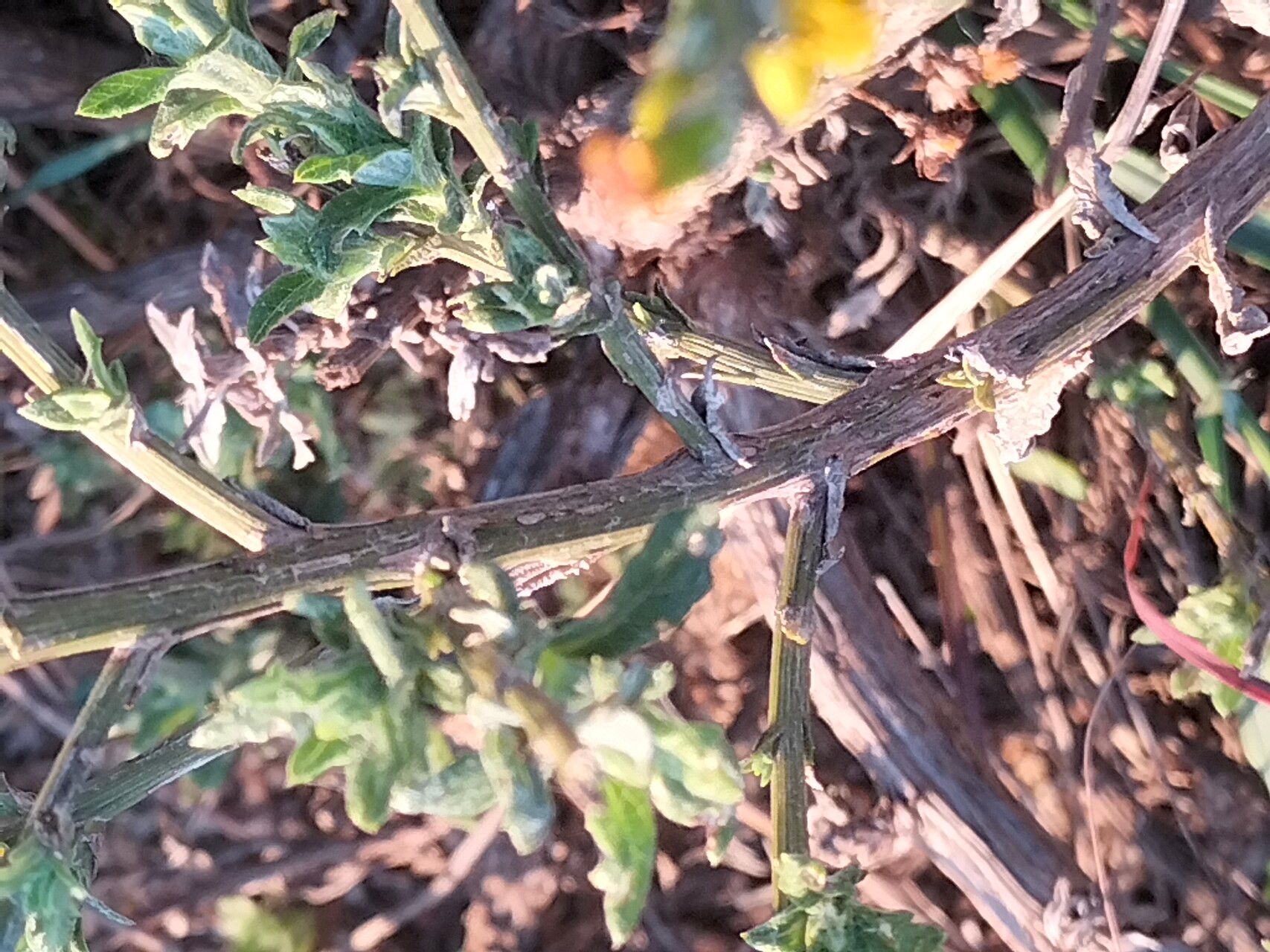 Senecio pubigerus bark