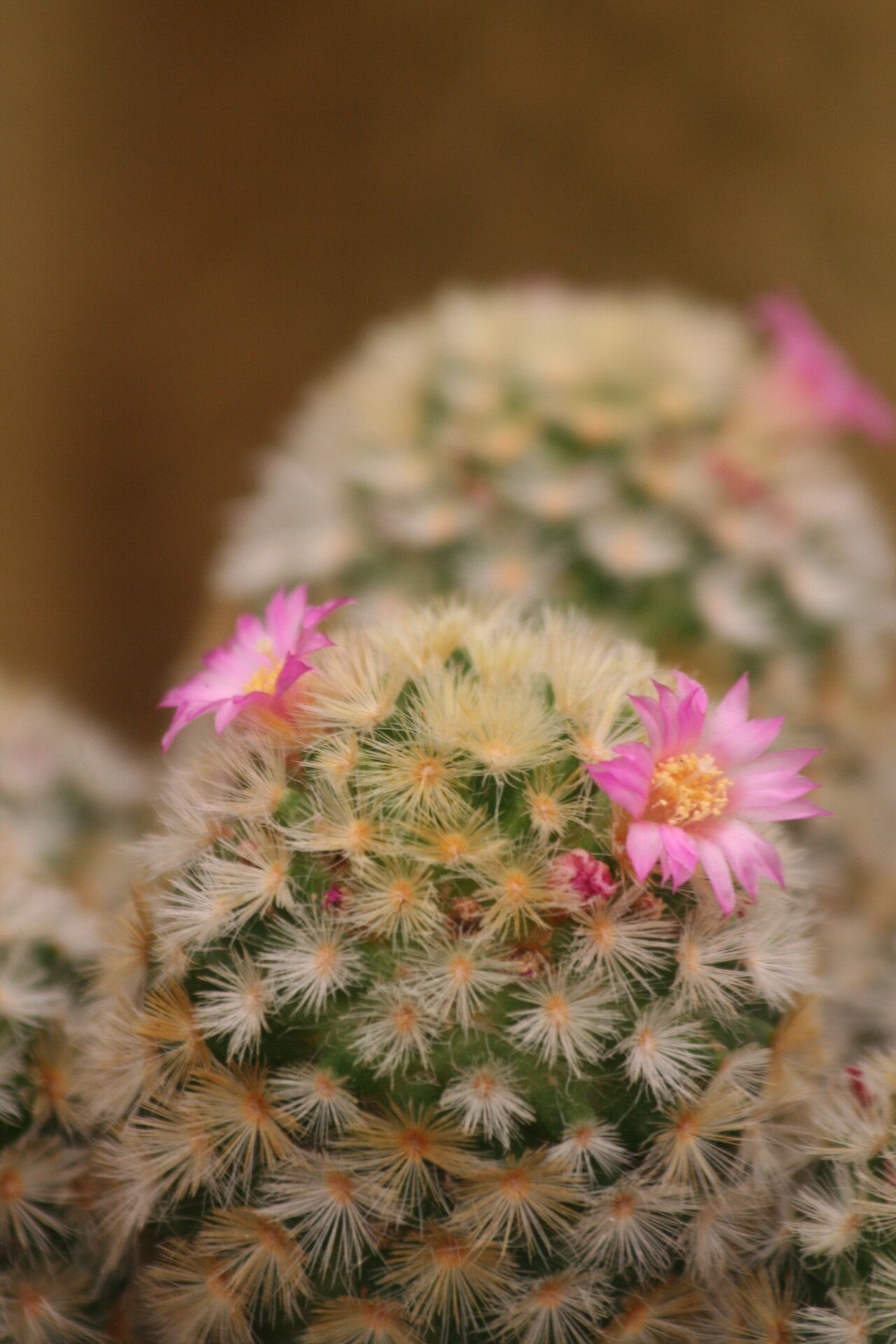 Mammillaria carmenae flower