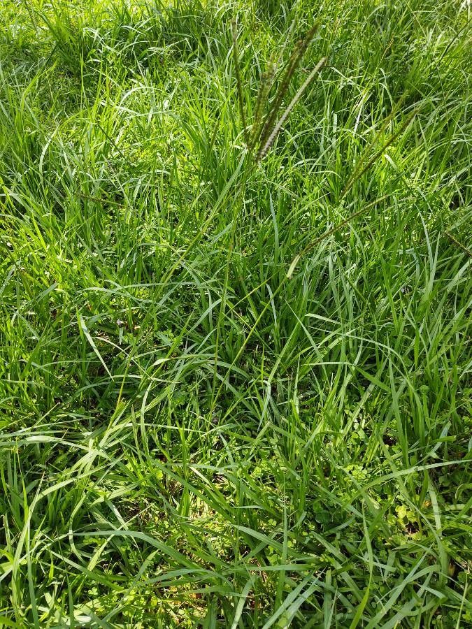 Paspalum notatum leaf