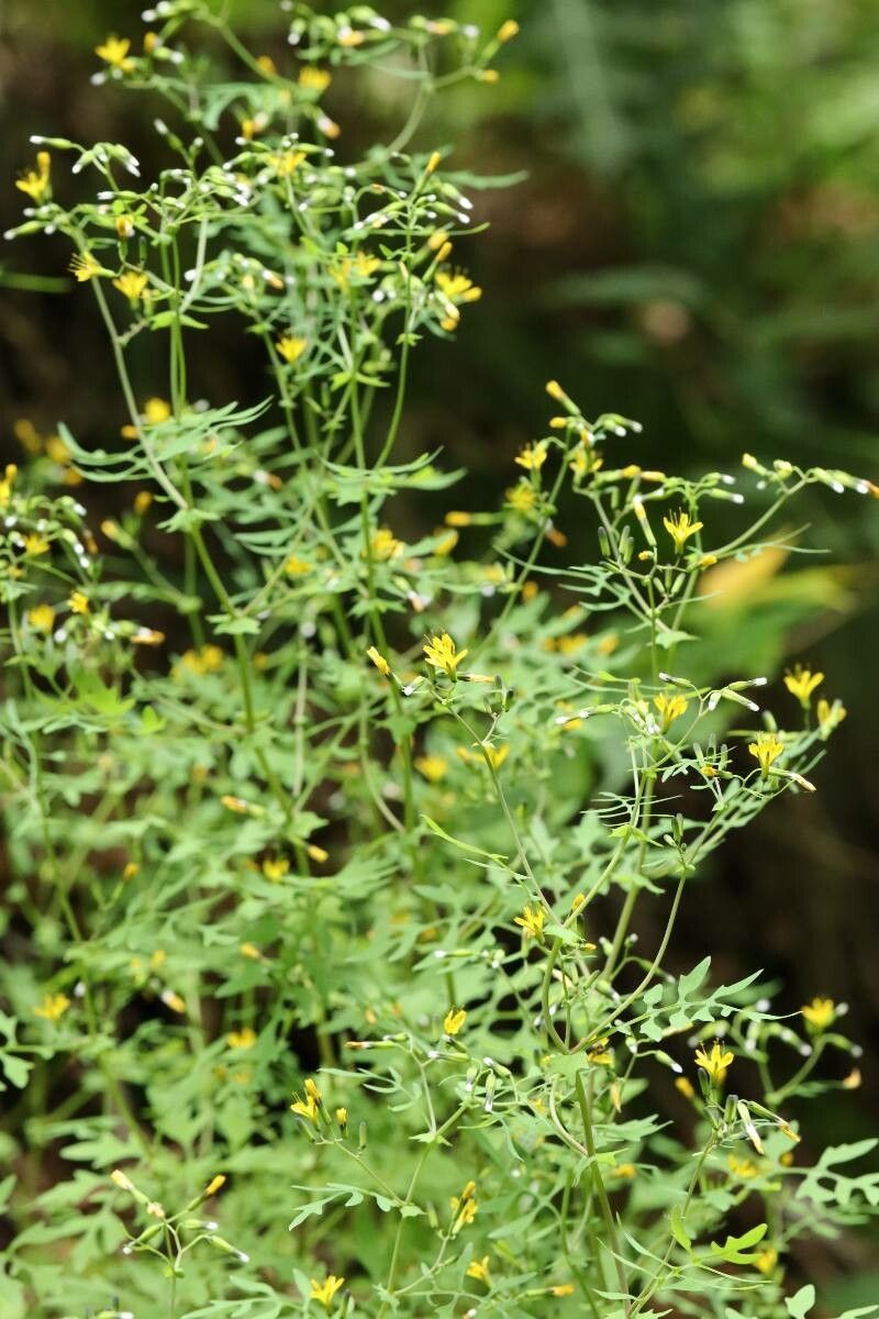 Crepidiastrum chelidoniifolium flower