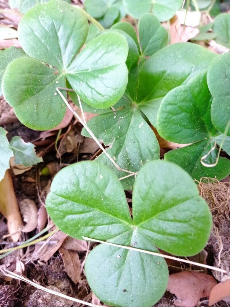 Oxalis bowiei — search result for 'Oxalis'