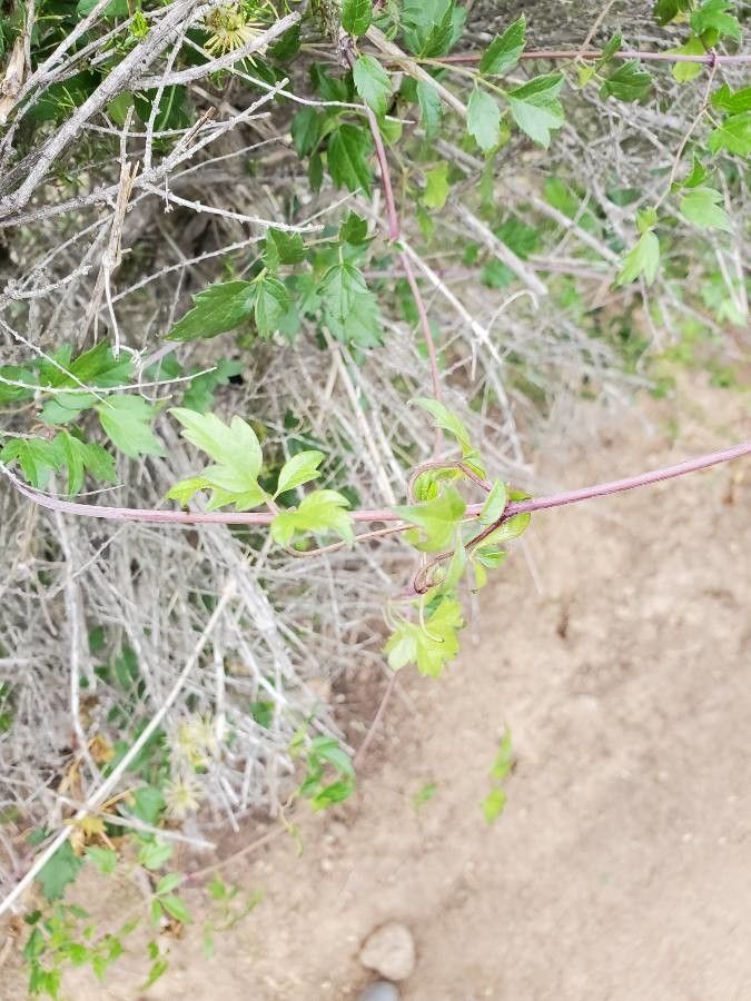 Clematis pauciflora — search result for 'Clematis'