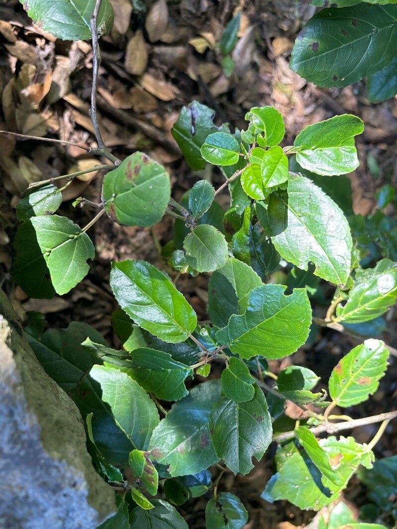 Rhamnus glandulosa leaf