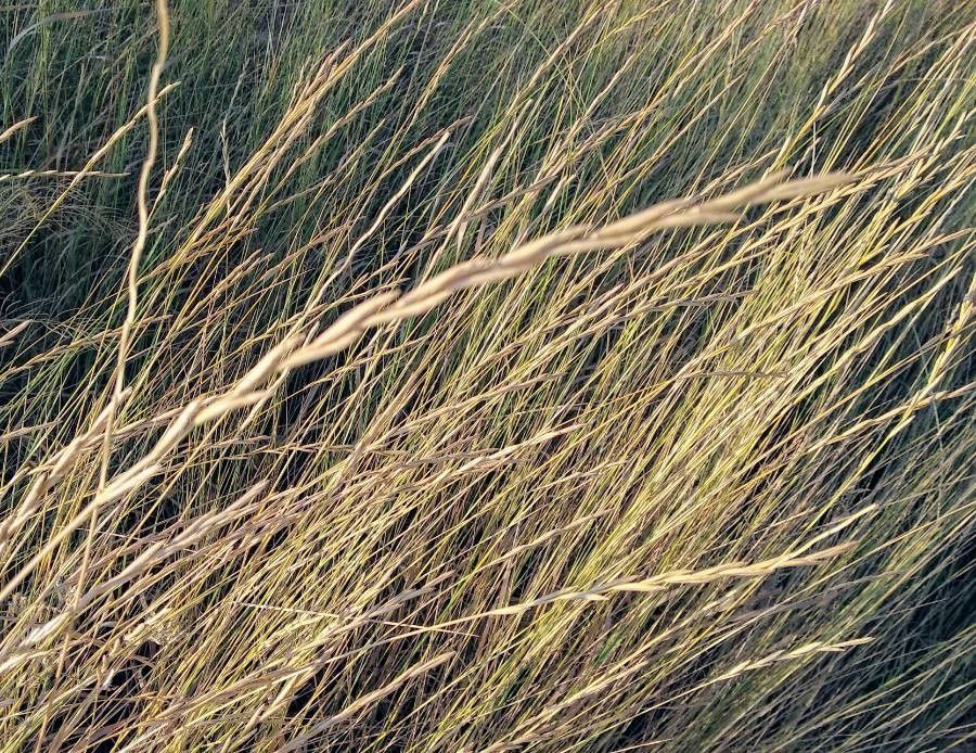 Elytrigia juncea fruit