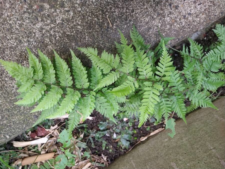 Athyrium vidalii leaf
