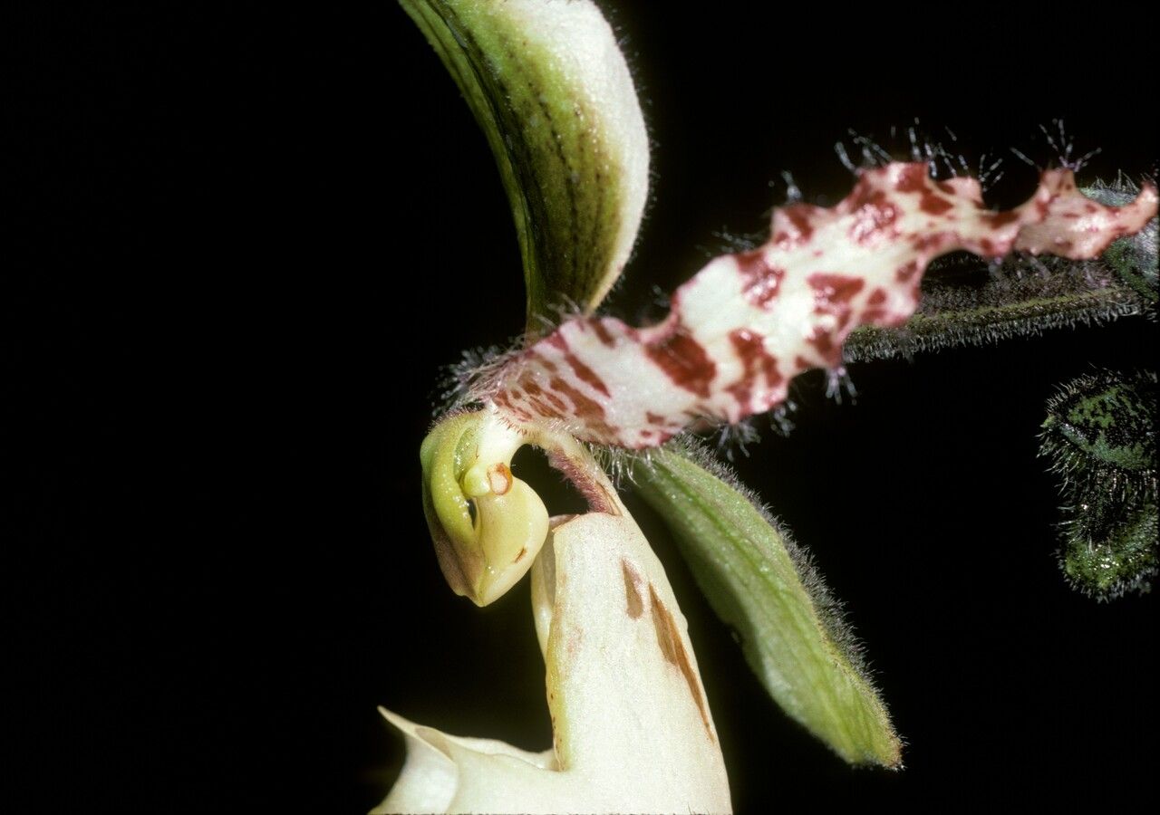 Paphiopedilum tonsum flower
