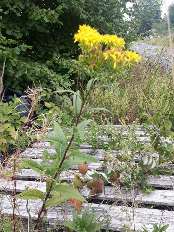 Senecio nemorensis flower