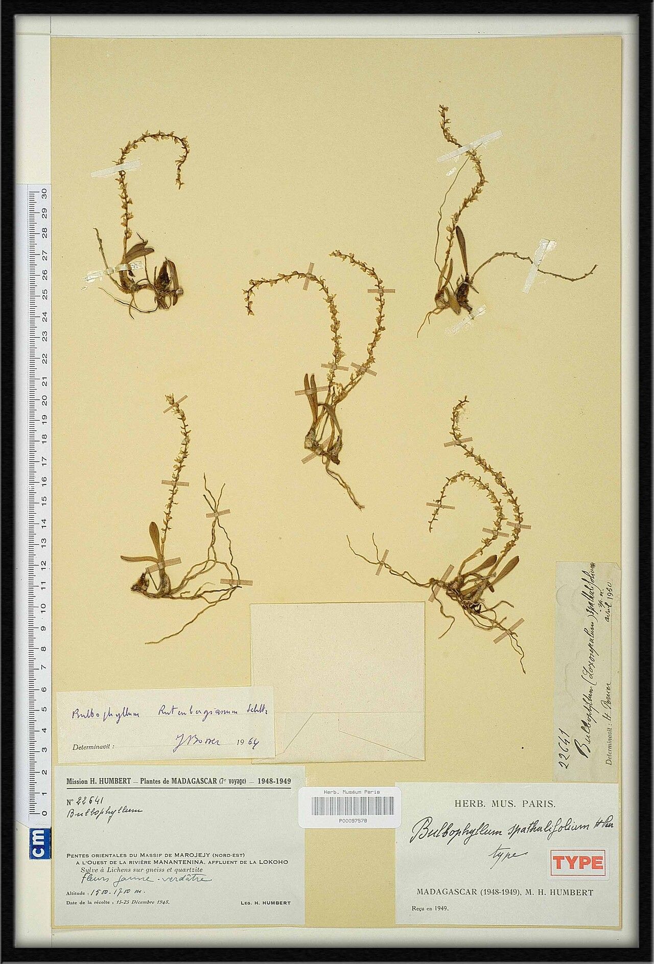 Bulbophyllum rutenbergianum — houseplant care guide