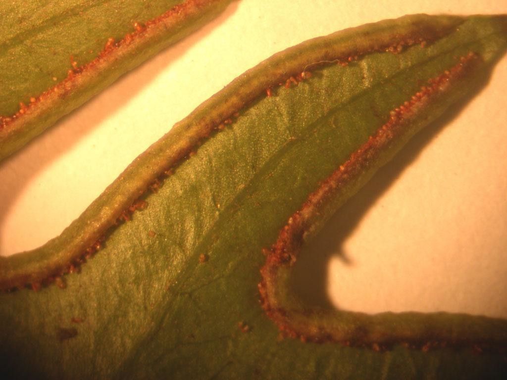 Pteris altissima other