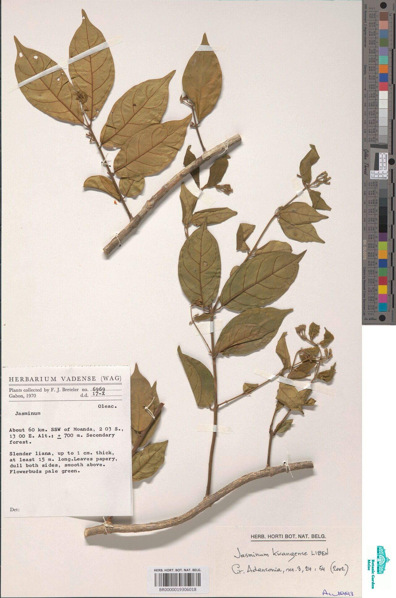 Jasminum mouilaense — houseplant care guide