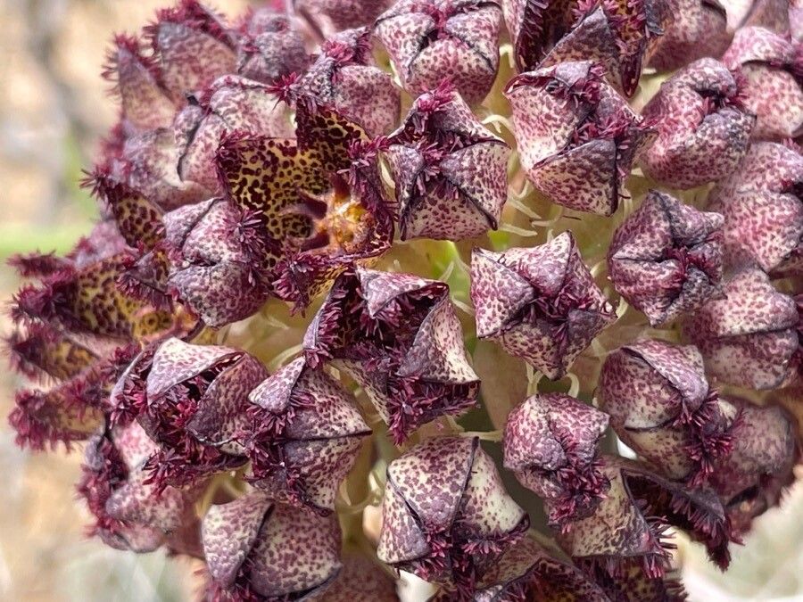 Desmidorchis foetida flower