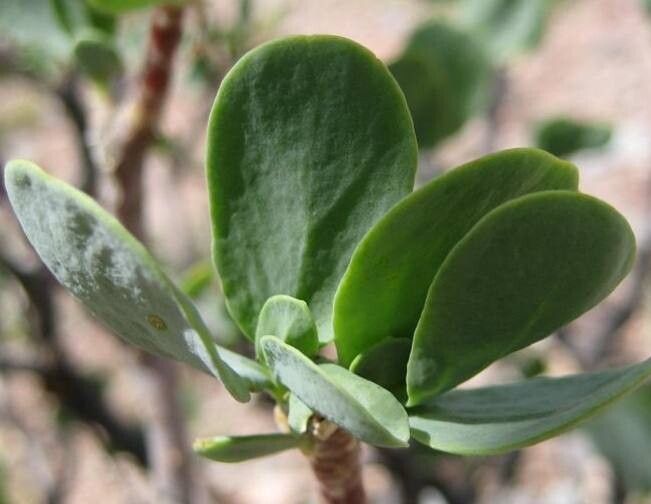 Othonna furcata — houseplant care guide