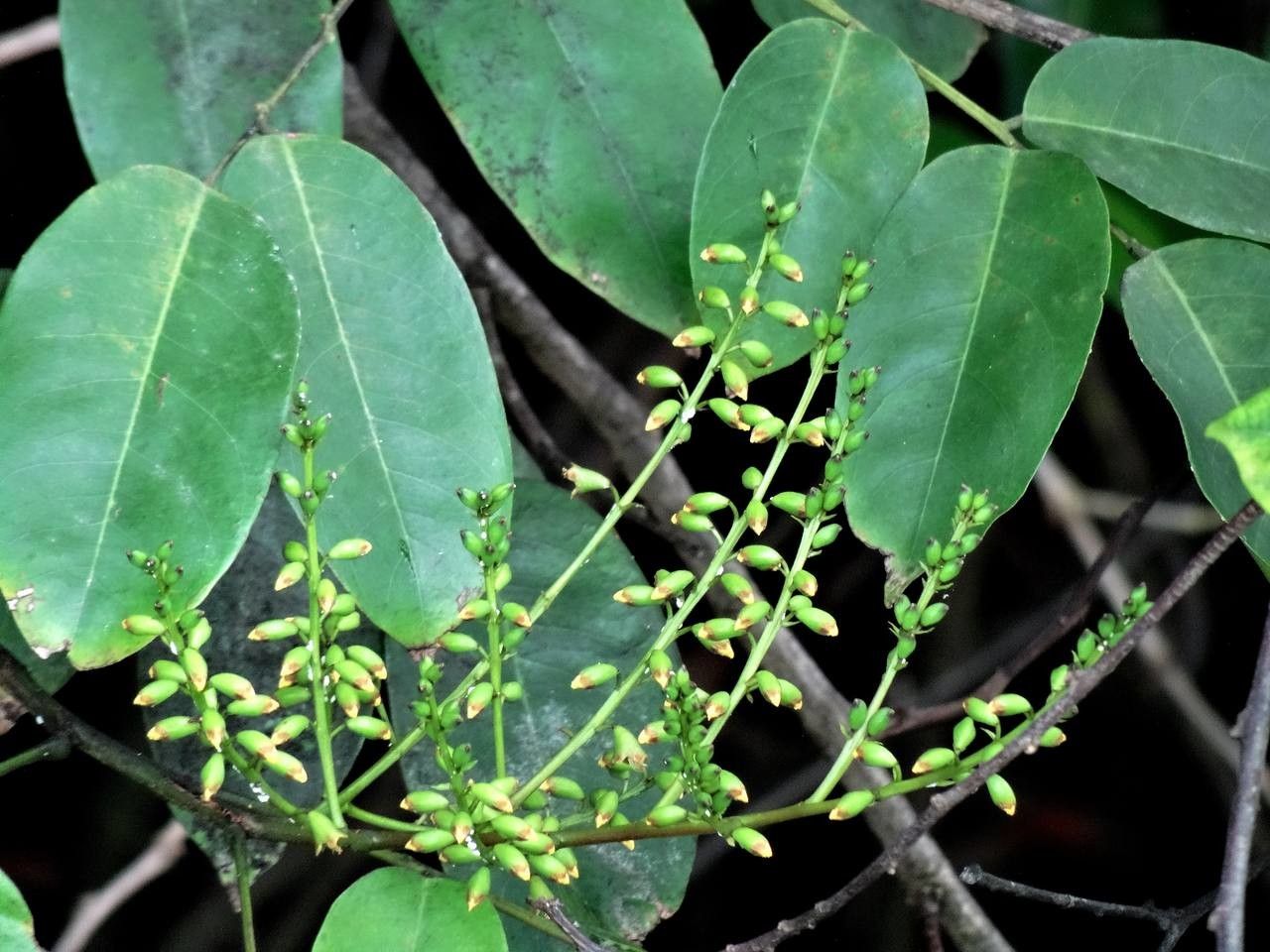 Pterocarpus officinalis fruit