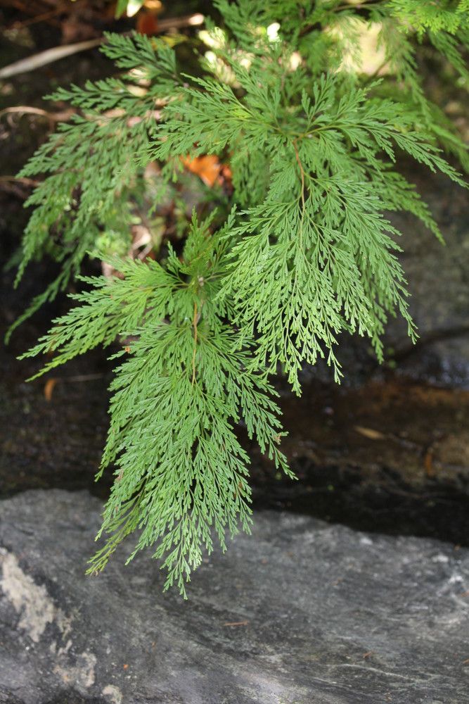 Odontosoria angustifolia habit