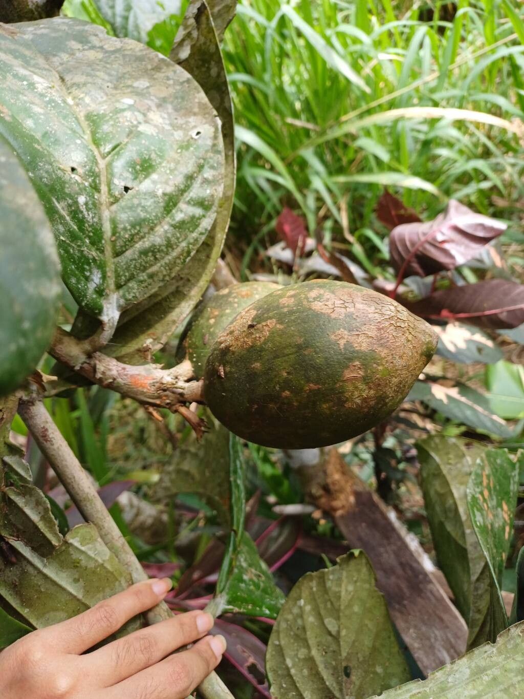 Posoqueria robusta fruit
