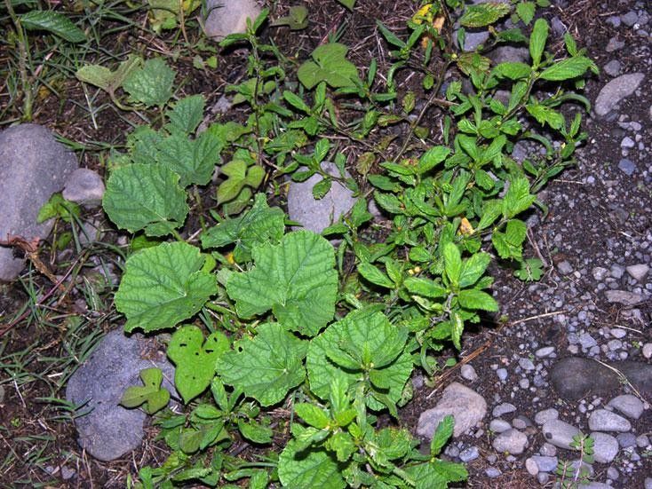Sida hirsutissima habit