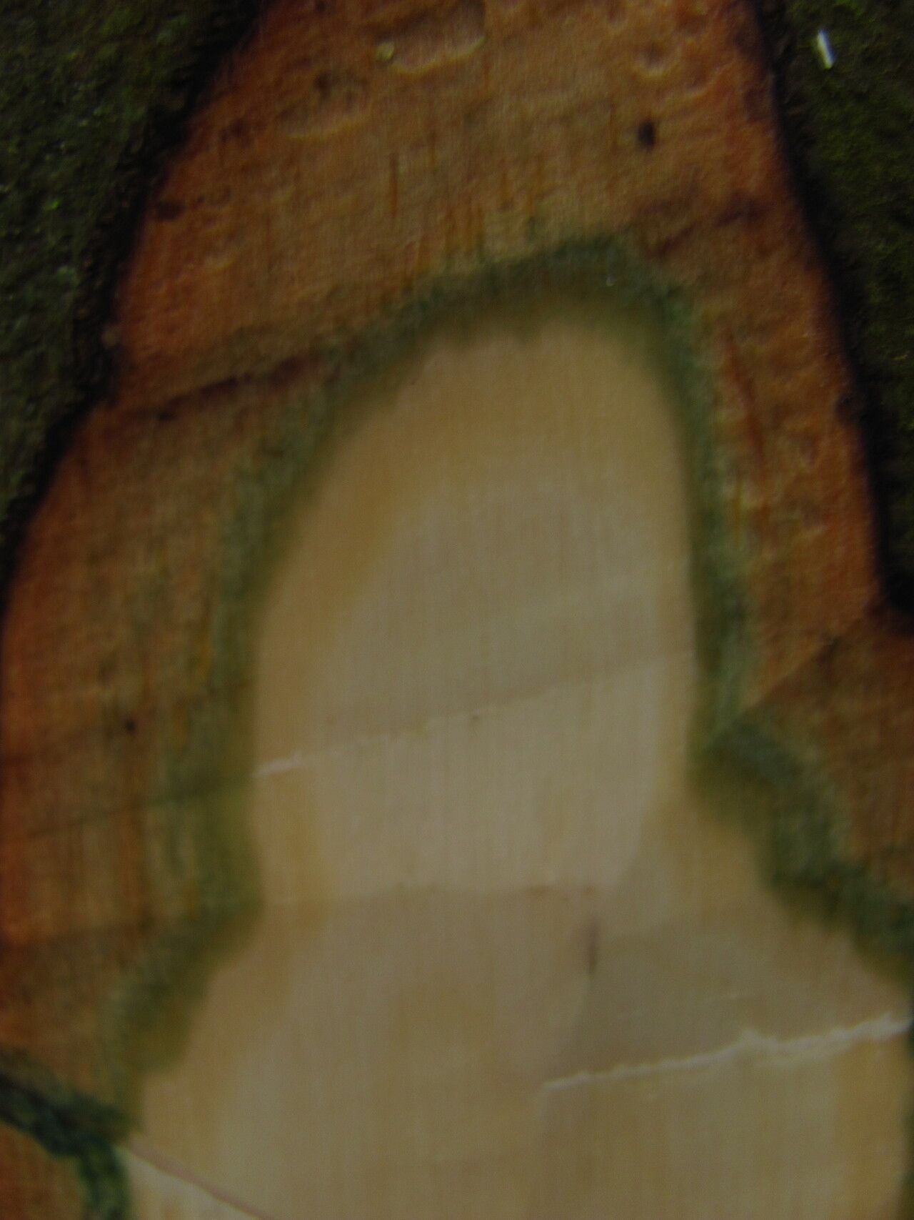 Diospyros zenkeri bark