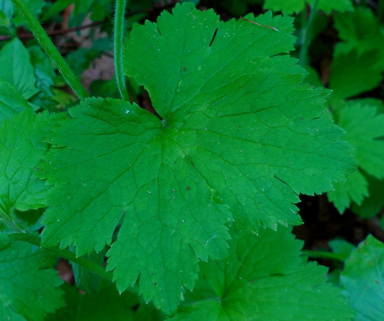 Ranunculus lanuginosus — search result for 'Ranunculus'