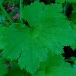 Ranunculus lanuginosus