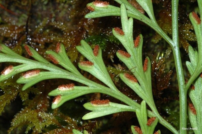 Asplenium subflexuosum leaf
