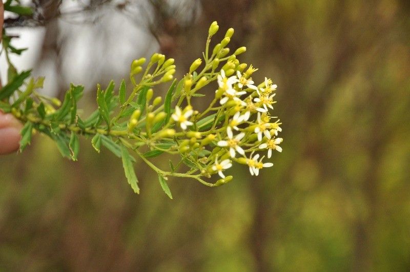 Hubertia ambavilla flower
