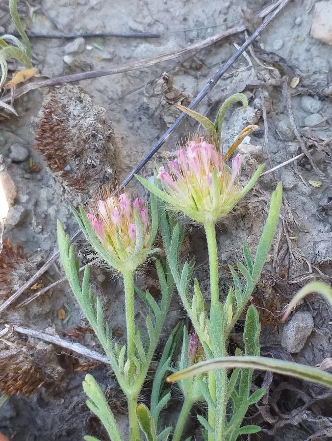 Lomelosia stellata flower