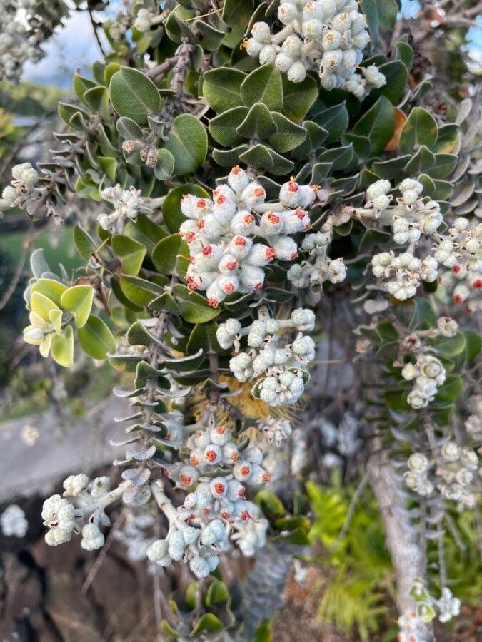 Metrosideros polymorpha fruit