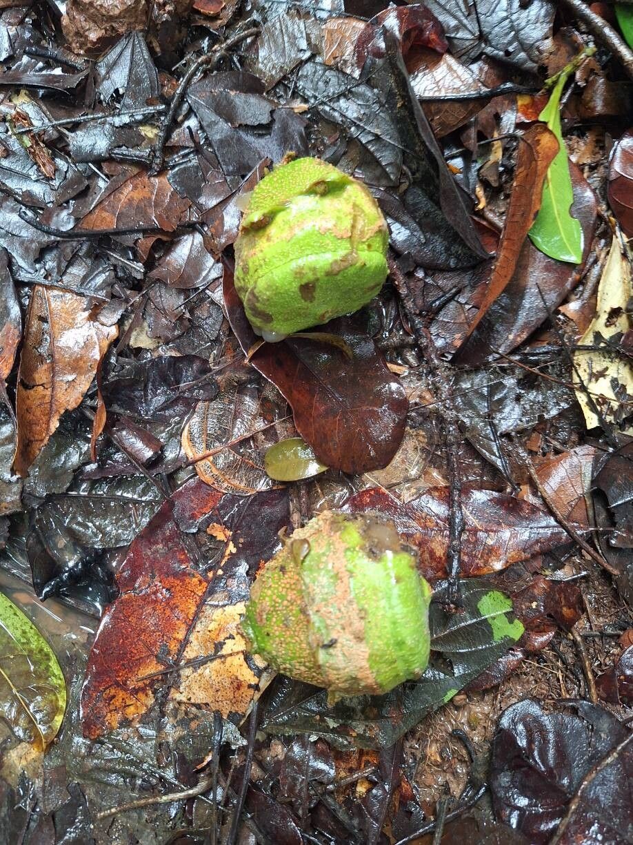 Eschweilera ovata fruit