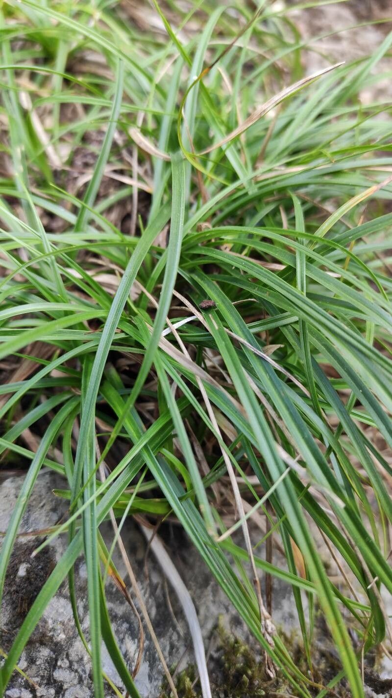 Carex digitata — search result for 'Carex'