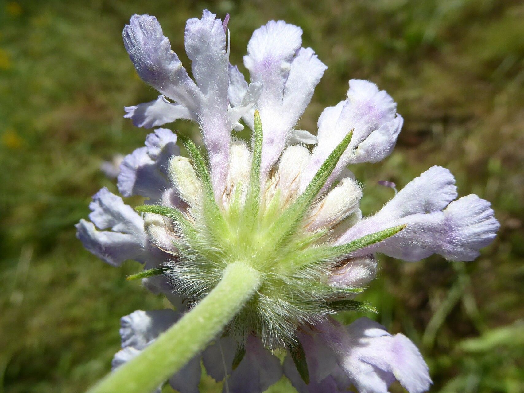 Lomelosia songarica — search result for 'Lomelosia'