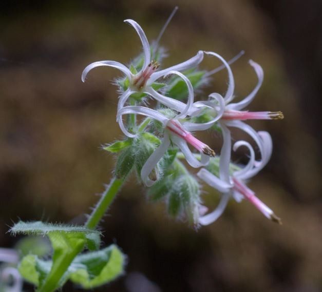 Symphytum creticum flower