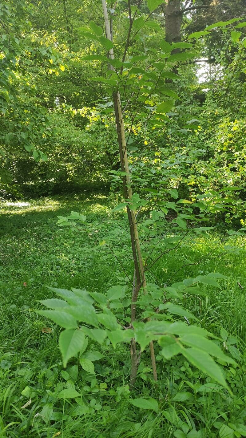 Aphananthe aspera habit