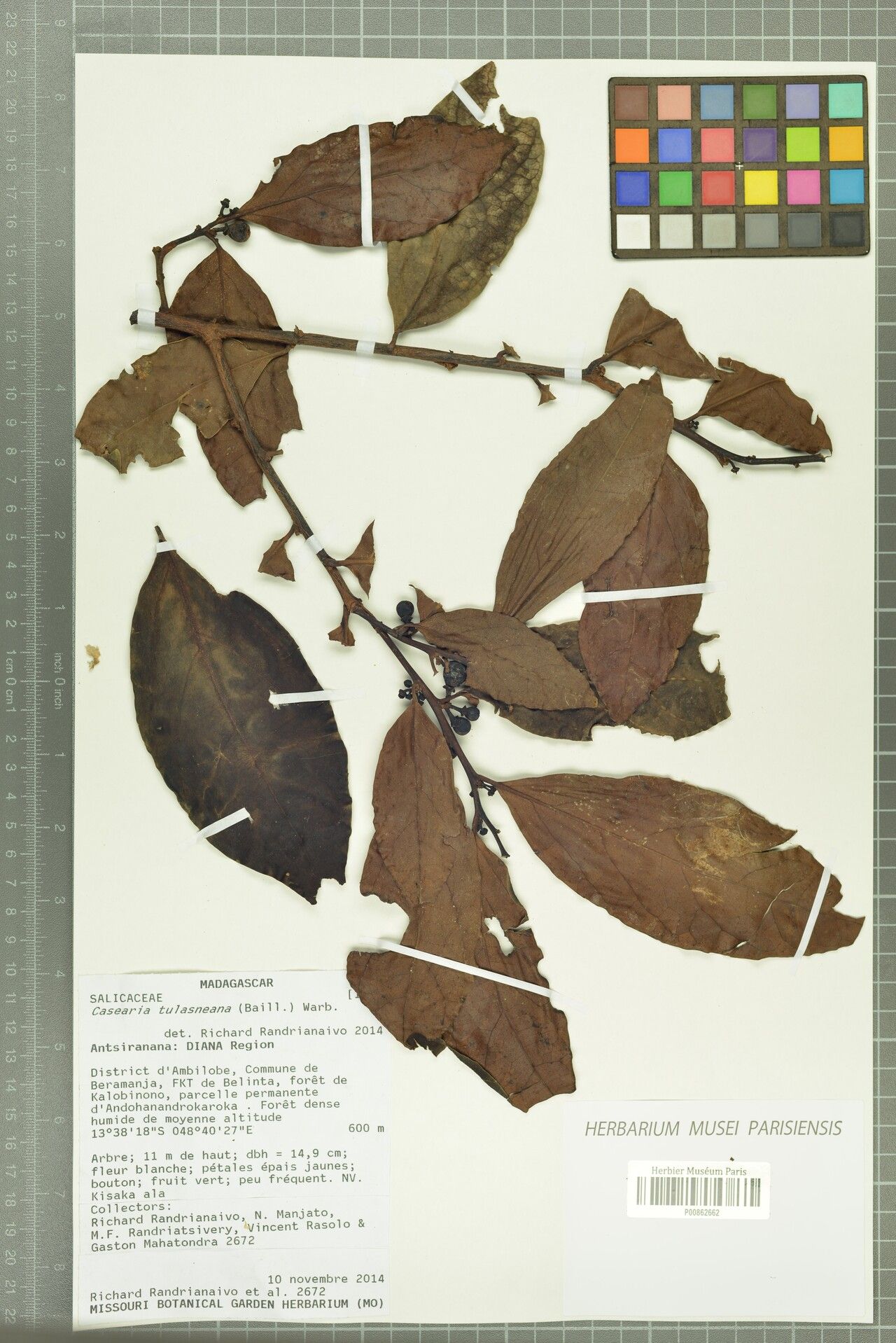 Casearia tulasneana — houseplant care guide