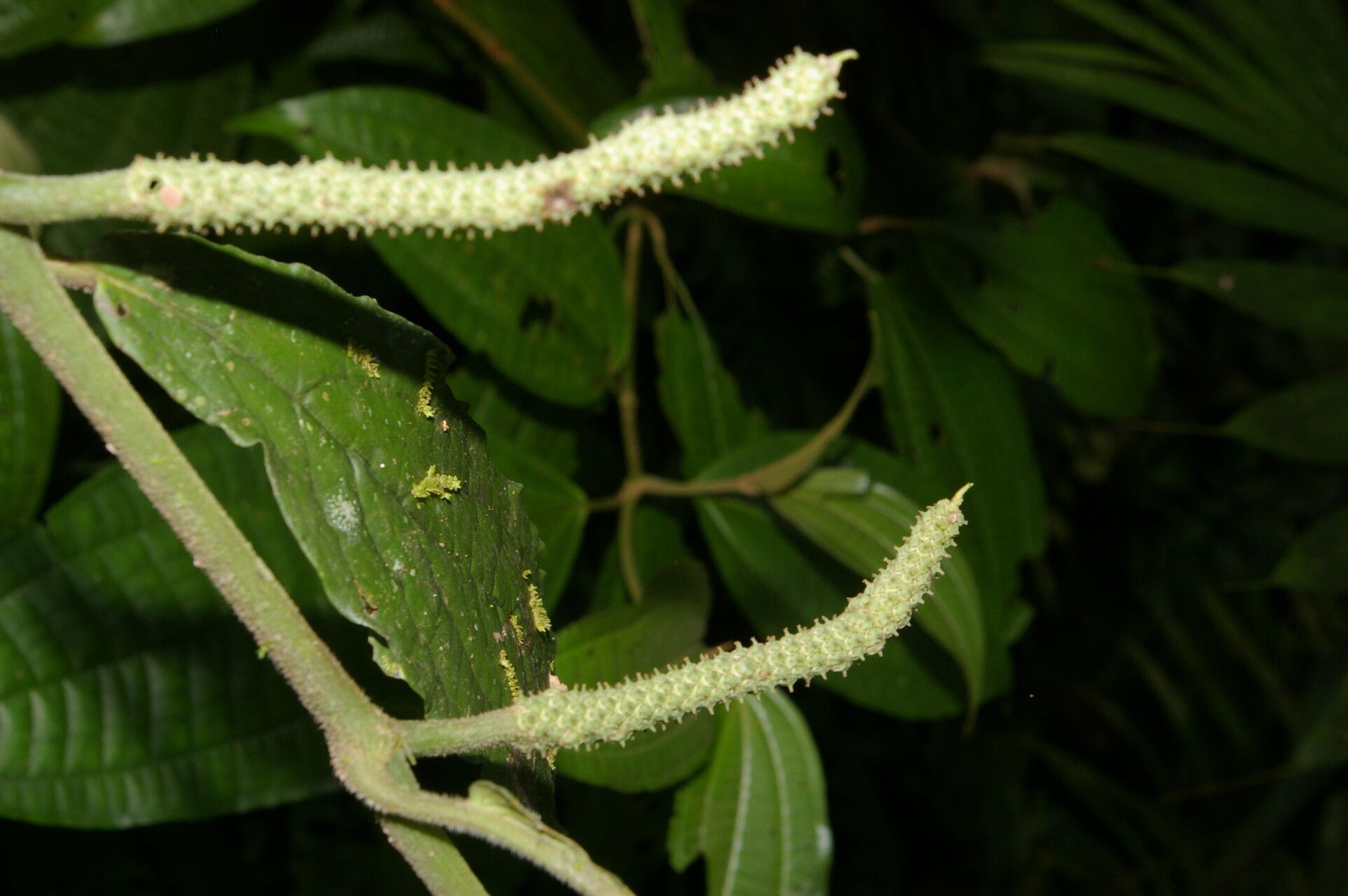 Piper brevistylum fruit