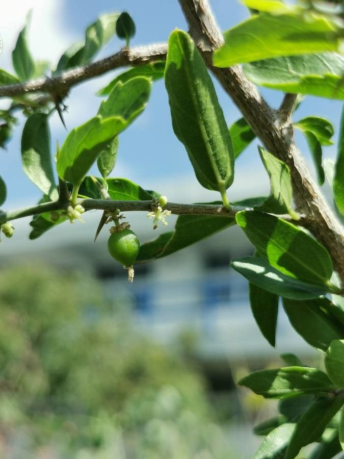 Celtis pallida flower