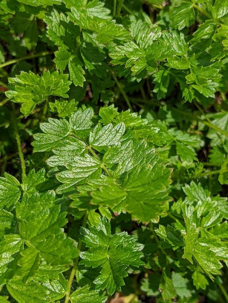 Potentilla visianii — search result for 'Potentilla'