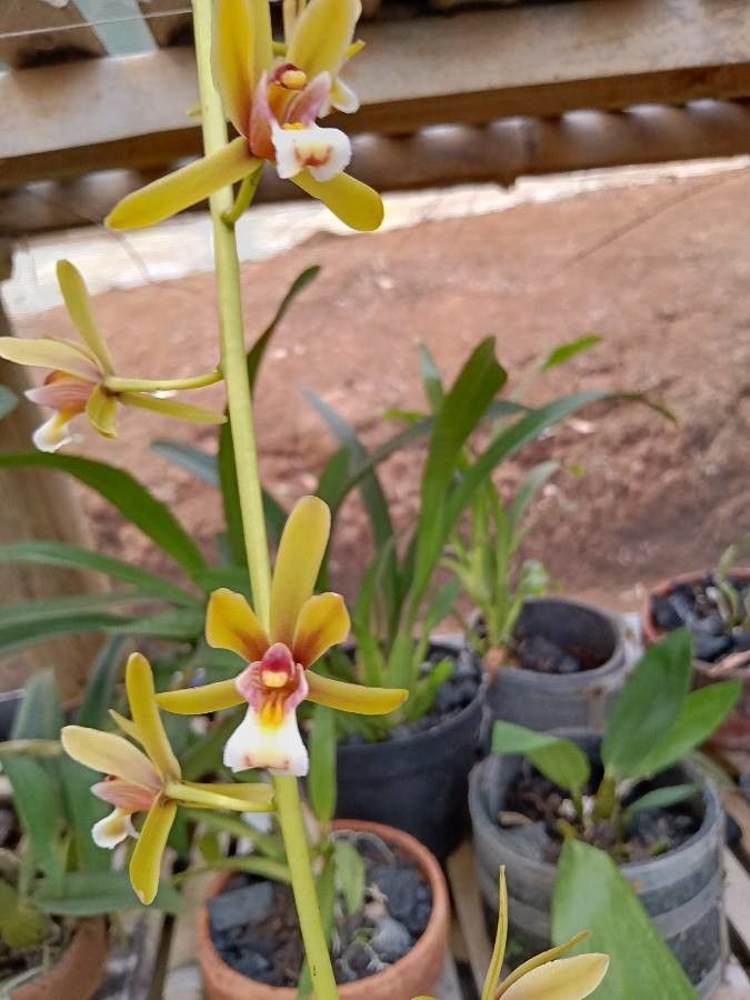 Cymbidium finlaysonianum flower