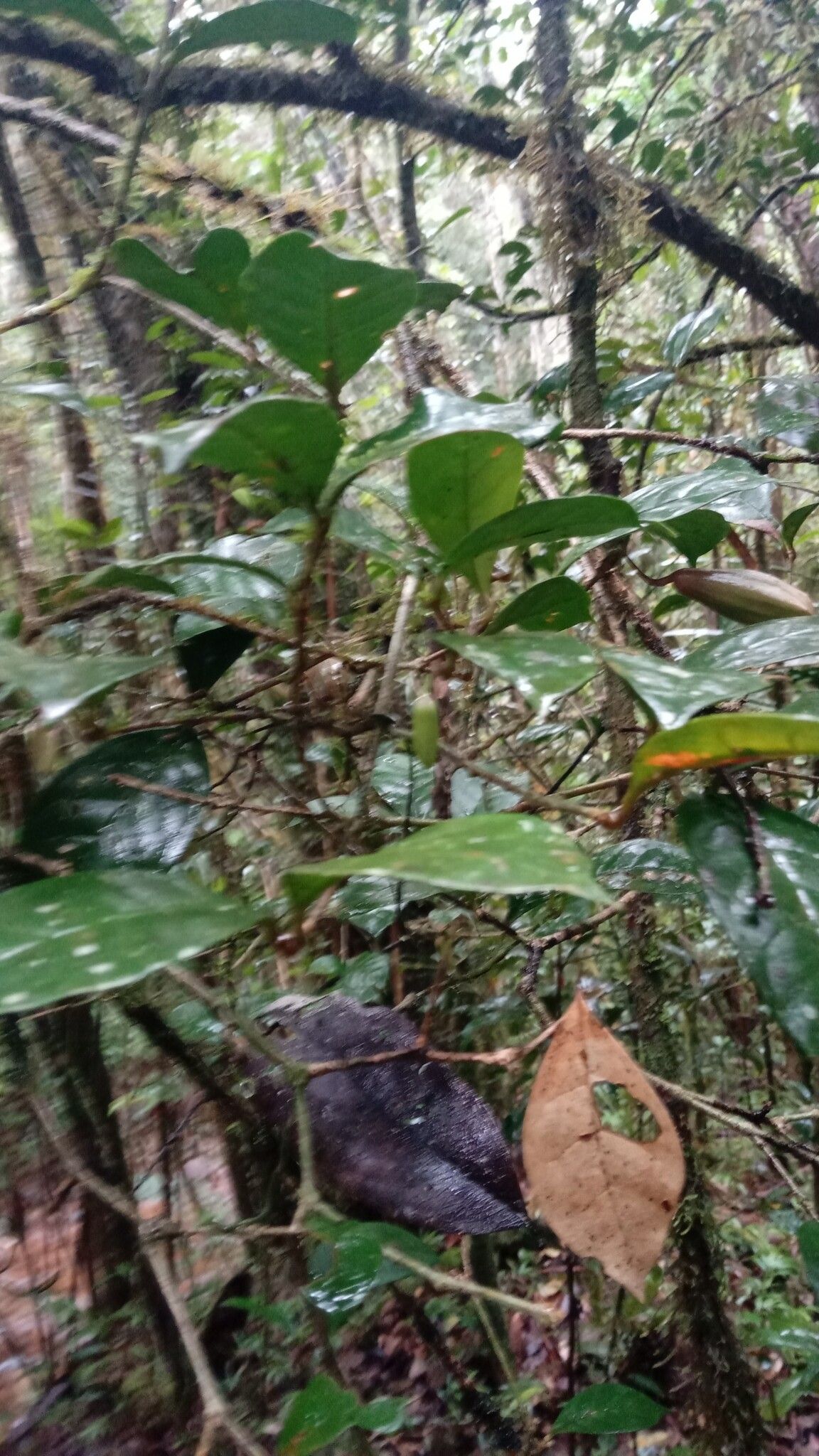 Clerodendrum magnoliifolium — houseplant care guide