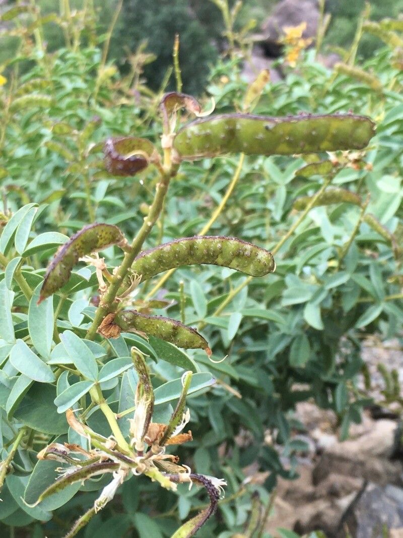 Adenocarpus anagyrifolius fruit