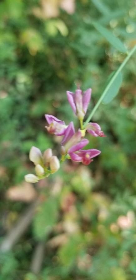 Polygala californica — search result for 'Polygalaceae'