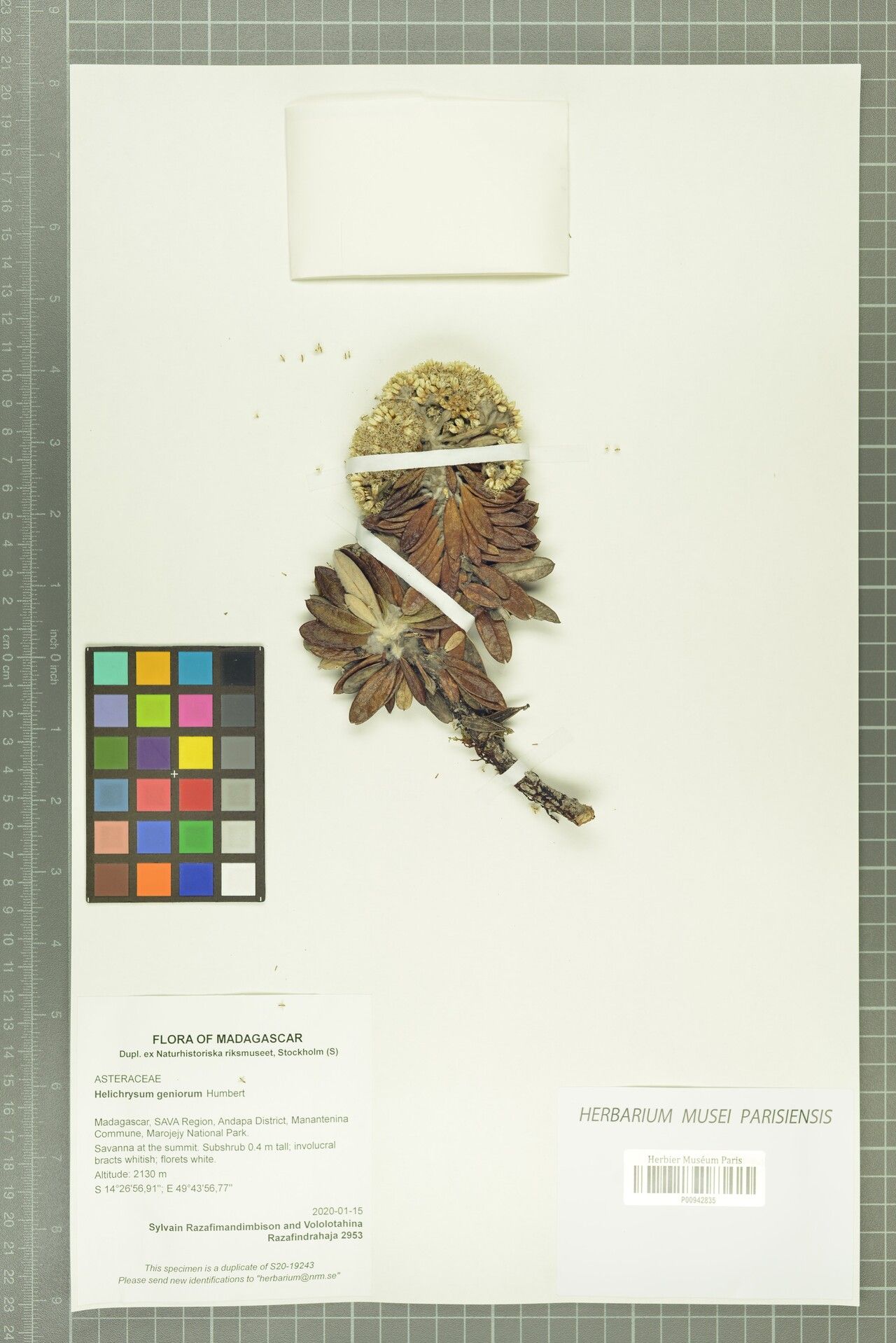 Helichrysum geniorum — houseplant care guide