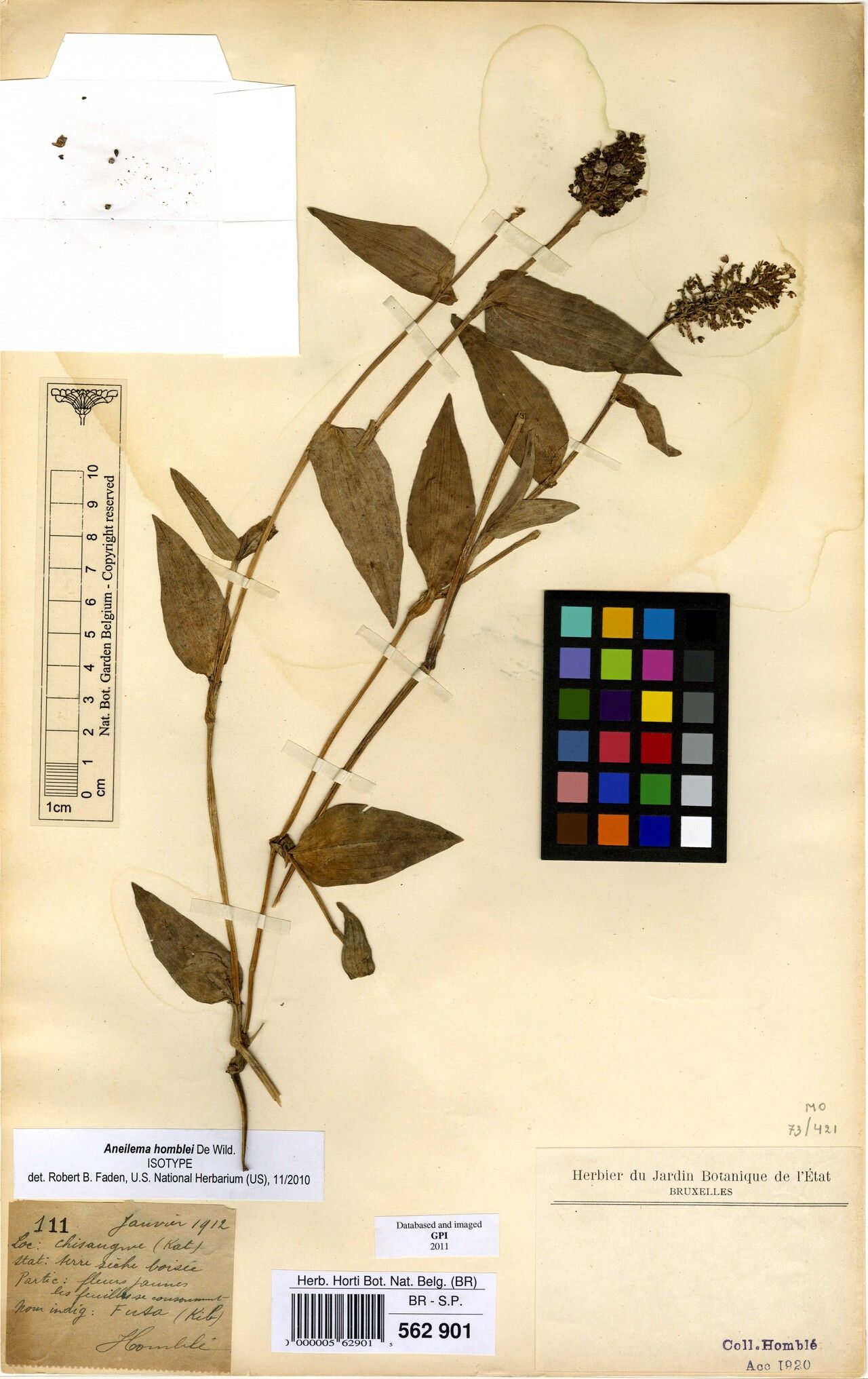 Aneilema homblei — houseplant care guide