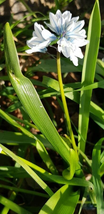 Puschkinia scilloides leaf
